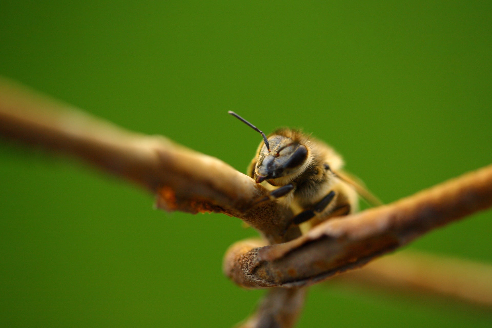 Our Powder Treatment: A Win for Honey Bees and the Planet