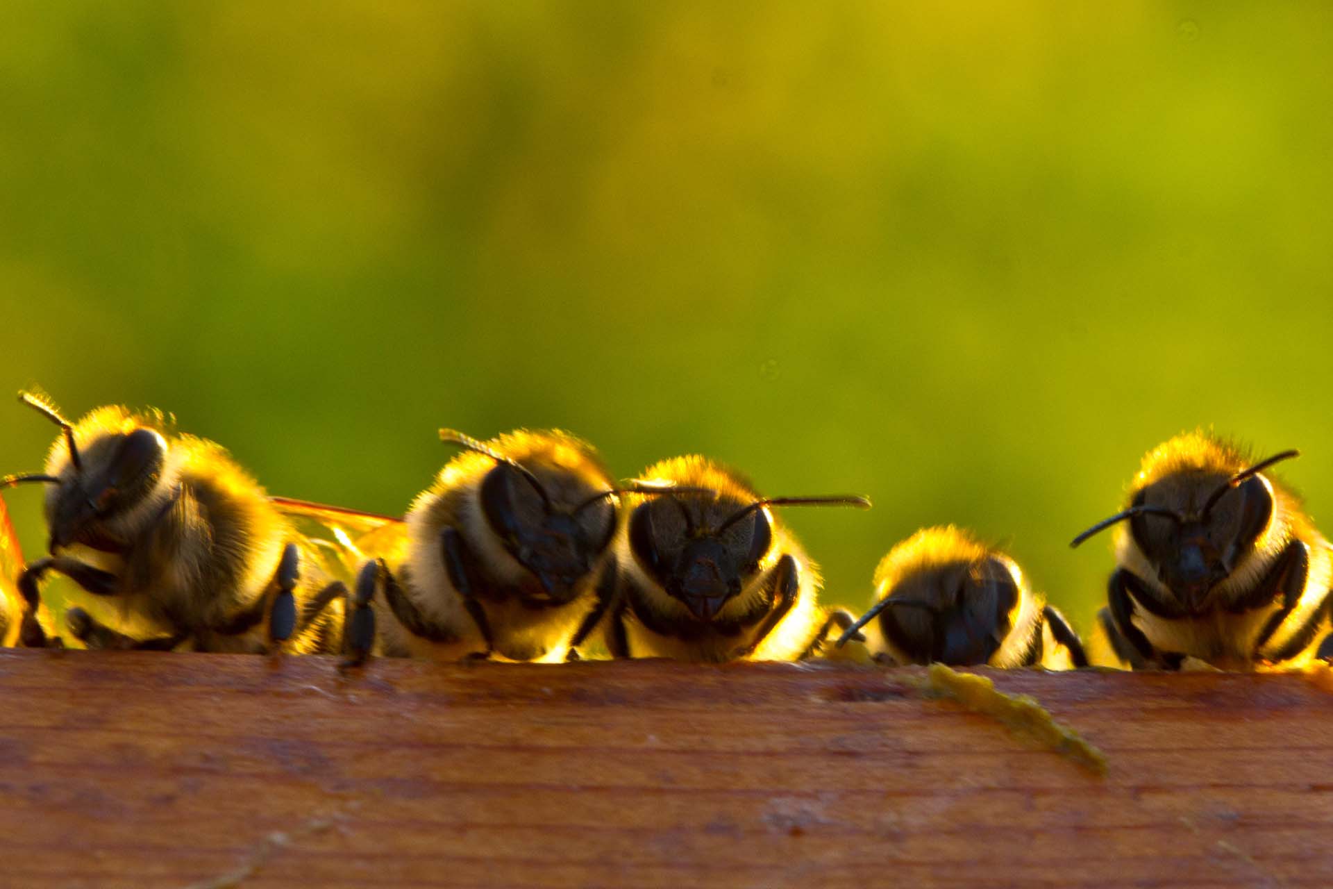 The Importance (and Incredible Cuteness) of Grooming Behavior in Honey Bees