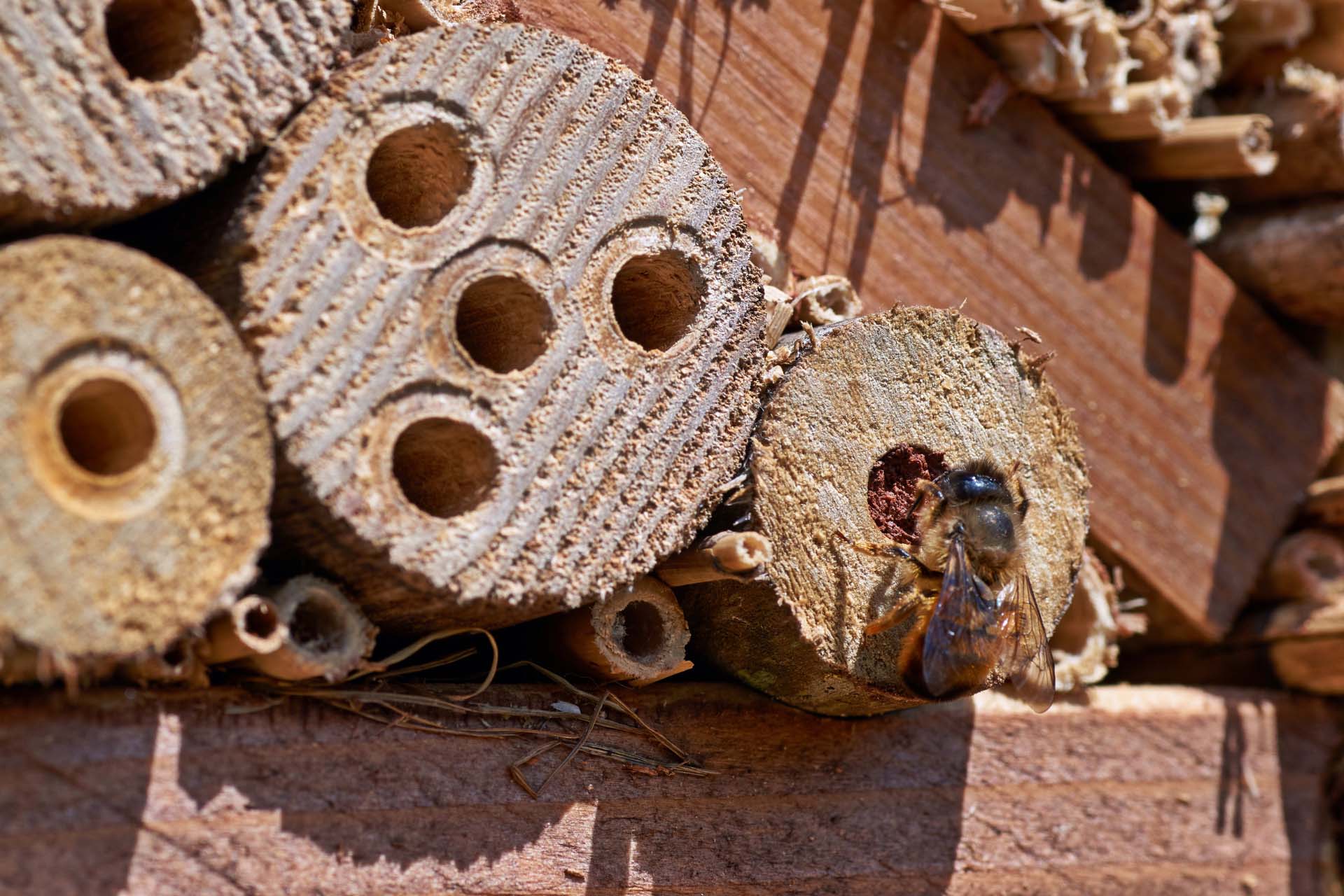 The Surprising Truth About Bee Nesting Habits—and How You Can Help
