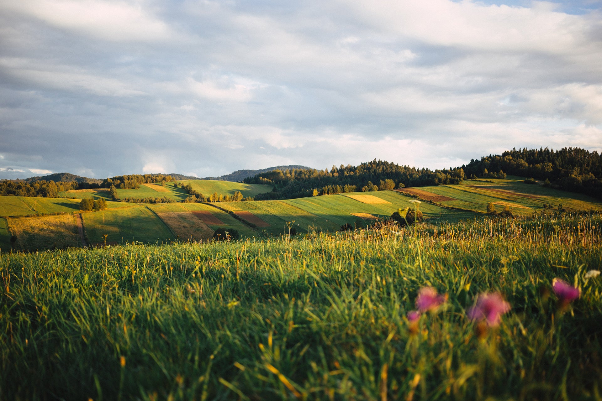 The Role of Honey Bees in Our Ecosystem