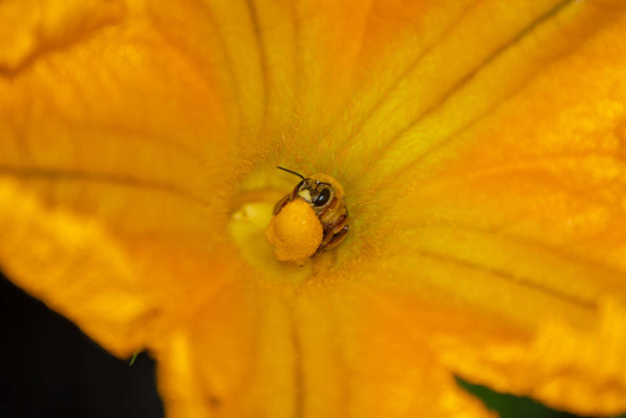 The Cutest Bee You’ve Never Heard Of